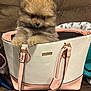 pomeranian, puppy, dog, pet, handbag, purse, pink, white, beige, fluffy, fur, cute, small_dog, indoor, couch, front_paws, strap, accessory, portrait, cozy