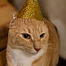 Remi is registered to the contest to win money with this photo: cat, ginger_cat, party_hat, blue_pom_pom, gold_hat, pet, animal, indoor, feline, whiskers, fur, cute, domestic_cat, looking_away, close_up, portrait, celebration, costume, adorable, soft_lighting