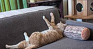 Remi joined the competition — help win amazing prizes! cat, couch, pillow, living_room, curtains, painting, cat_tree, furniture, orange_cat, stretching, relaxing, cozy, indoor, decor, wood, plant, vase, soft_furniture, pet, resting