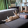 cat, cat_tree, couch, cozy, curtains, decor, furniture, indoor, living_room, orange_cat, painting, pet, pillow, plant, relaxing, resting, soft_furniture, stretching, vase, wood