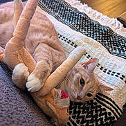 Remi joined the competition — help win amazing prizes! cat, orange_tabby, stuffed_animal, toy, cuddling, blanket, patterned_blanket, indoor, cozy, relaxed, pet, feline, soft_toy, fur, whiskers, paws, lying_down, comfort, resting, close_up
