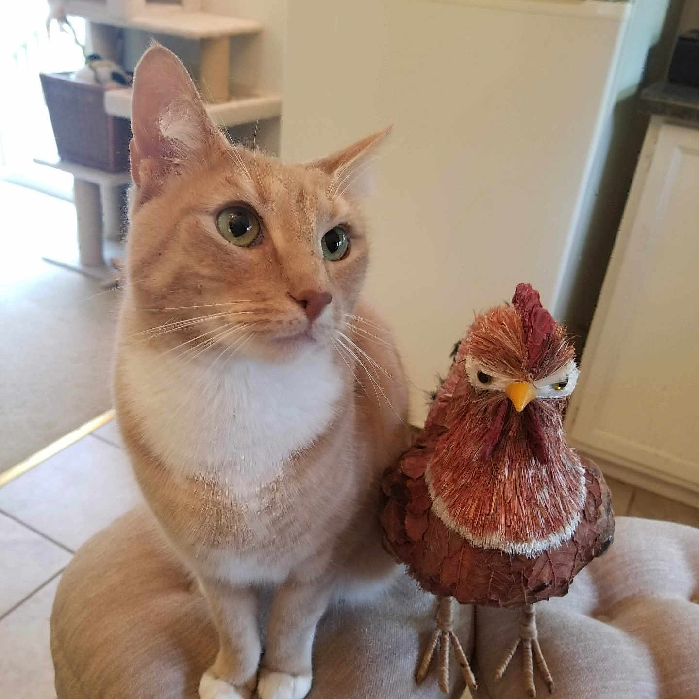 Remi joined the competition — help win amazing prizes! cat, ginger_cat, animal, pet, figurine, decorative_chicken, stool, indoor, kitchen, furniture, tile_floor, refrigerator, cat_tree, curiosity, white_paws, ears_up, alert, brown, white, domestic