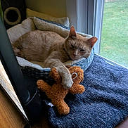 Summer is registered to the contest to win money with this photo: cat, orange_cat, pet_bed, teddy_bear, toy, window, indoor, wooden_floor, blanket, cozy, relaxed, sleepy, feline, animal, home, resting, paw, soft, comfort, natural_light