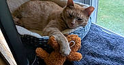 Summer is registered to the contest to win money with this photo: animal, blanket, cat, comfort, cozy, feline, home, indoor, natural_light, orange_cat, paw, pet_bed, relaxed, resting, sleepy, soft, teddy_bear, toy, window, wooden_floor
