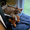 cat, orange_cat, pet_bed, teddy_bear, toy, window, indoor, wooden_floor, blanket, cozy, relaxed, sleepy, feline, animal, home, resting, paw, soft, comfort, natural_light