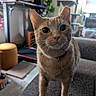 Summer is registered to the contest to win money with this photo: cat, orange_tabby, pet, indoor, feline, curious, whiskers, ears, eyes, collar, carpet, couch, cat_tree, home, furniture, window, plant, soft_light, close_up, animal