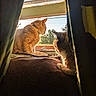 Summer is registered to the contest to win money with this photo: animal, cat, collar, cozy, curtain, daylight, feline, home, indoor, nature_view, orange_cat, pet, quiet, relaxing, resting, screen, soft_light, striped_cat, sunlight, window