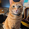 cat, orange_tabby, pet, feline, collar, notebook, indoor, green_eyes, whiskers, table, clock, notes, stationery, fur, sitting, closeup, domestic_animal, household, curious, portrait