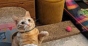 Summer is registered to the contest to win money with this photo: cat, orange_tabby, indoor, toy, playing, scratching_pad, ottoman, dressing_table, curious, pet, floor, colorful_toy, paws_up, whiskers, furniture, cozy, playful, domestic, animal, raised_paws
