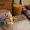 cat, orange_tabby, indoor, toy, playing, scratching_pad, ottoman, dressing_table, curious, pet, floor, colorful_toy, paws_up, whiskers, furniture, cozy, playful, domestic, animal, raised_paws