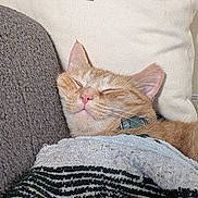 Summer is registered to the contest to win money with this photo: blanket, cat, closeup, comfort, couch, cozy, domestic_animal, ear, fur, home, indoor, nose, orange_tabby, pet, pillow, relaxed, resting, sleeping, soft_texture, whiskers