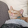 blanket, cat, closeup, comfort, couch, cozy, domestic_animal, ear, fur, home, indoor, nose, orange_tabby, pet, pillow, relaxed, resting, sleeping, soft_texture, whiskers