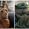 Summer is registered to the contest to win money with this photo: cat, orange_cat, pet, animal, indoor, feline, wide_eyes, close_up, grogu, baby_yoda, star_wars, character, fantasy, green_skin, robe, outdoor, portrait, split_image, cute, whiskers
