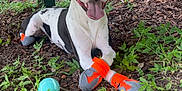 Hank joined the competition — help win amazing prizes! dog, animal, pet, boots, orange_boots, tongue_out, playful, outdoor, greenery, grass, wooden_structure, ball, happy, black_and_white, canine, fence, nature, leafy, resting, smiling