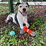 dog, animal, pet, boots, orange_boots, tongue_out, playful, outdoor, greenery, grass, wooden_structure, ball, happy, black_and_white, canine, fence, nature, leafy, resting, smiling