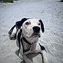 Hank is registered to the contest to win money with this photo: dog, beach, sand, black_and_white, canine, outdoor, animal, pet, lying_down, collar, leash, sunlight, nature, summer, cute, playful, relaxed, closeup, muzzle, ears