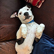Hank is registered to the contest to win money with this photo: dog, pet, lying_down, couch, leather, blue_collar, paws, white_fur, black_spots, indoor, cozy, relaxed, cute, animal, canine, home, blanket, upside_down, expression, furniture