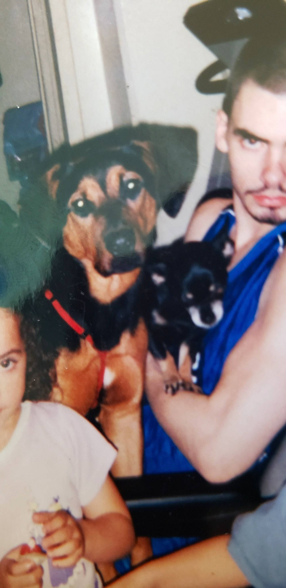 Diamond joined the competition — help win amazing prizes! canidae, carnivore, companion_dog, dog, dog_breed, fawn, guard_dog, miniature_pinscher, photography, pinscher, police_dog, puppy, puppy_love, selfie, toy_dog, toy_manchester_terrier