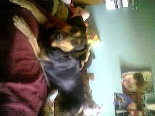 Diamond joined the competition — help win amazing prizes! canidae, carnivore, dog_breed, fawn, german_shepherd_dog, selfie