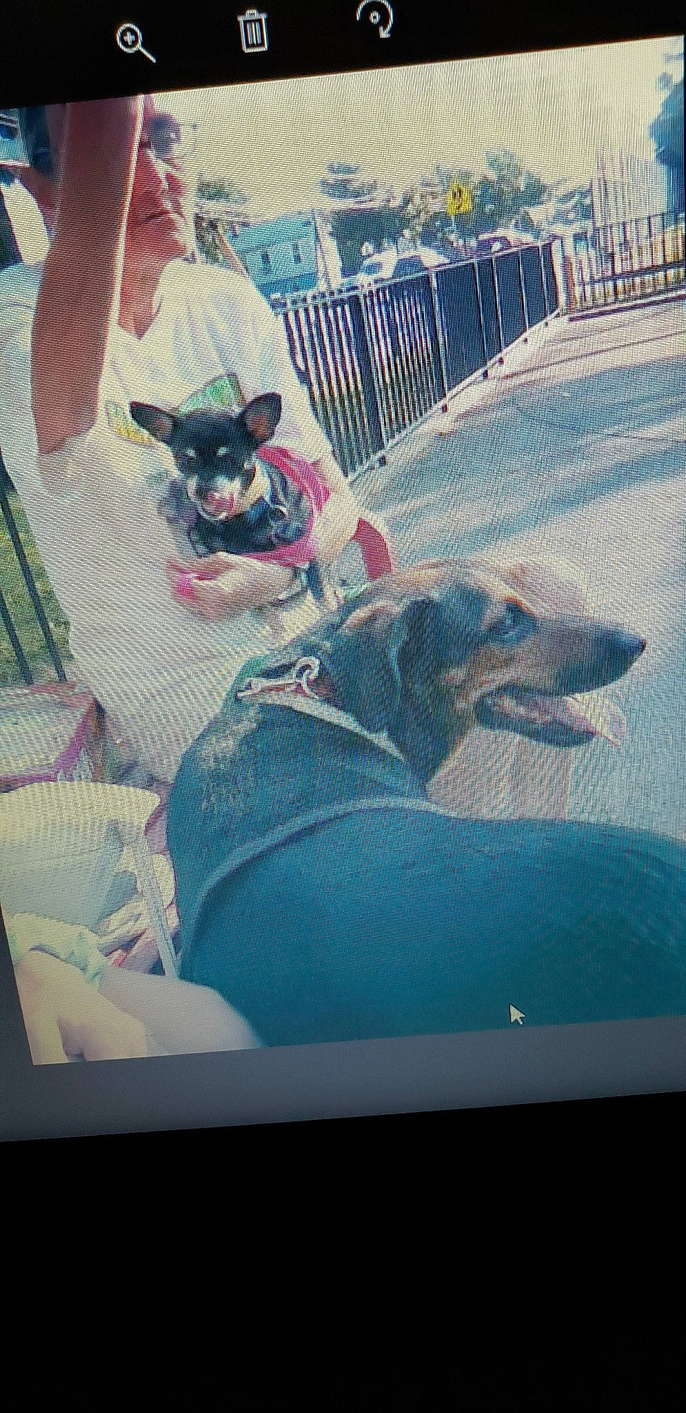 Chi-chi is registered to the contest to win money with this photo: boston_terrier, canidae, carnivore, companion_dog, dog, dog_breed, fawn, french_bulldog, non_sporting_group, toy_dog