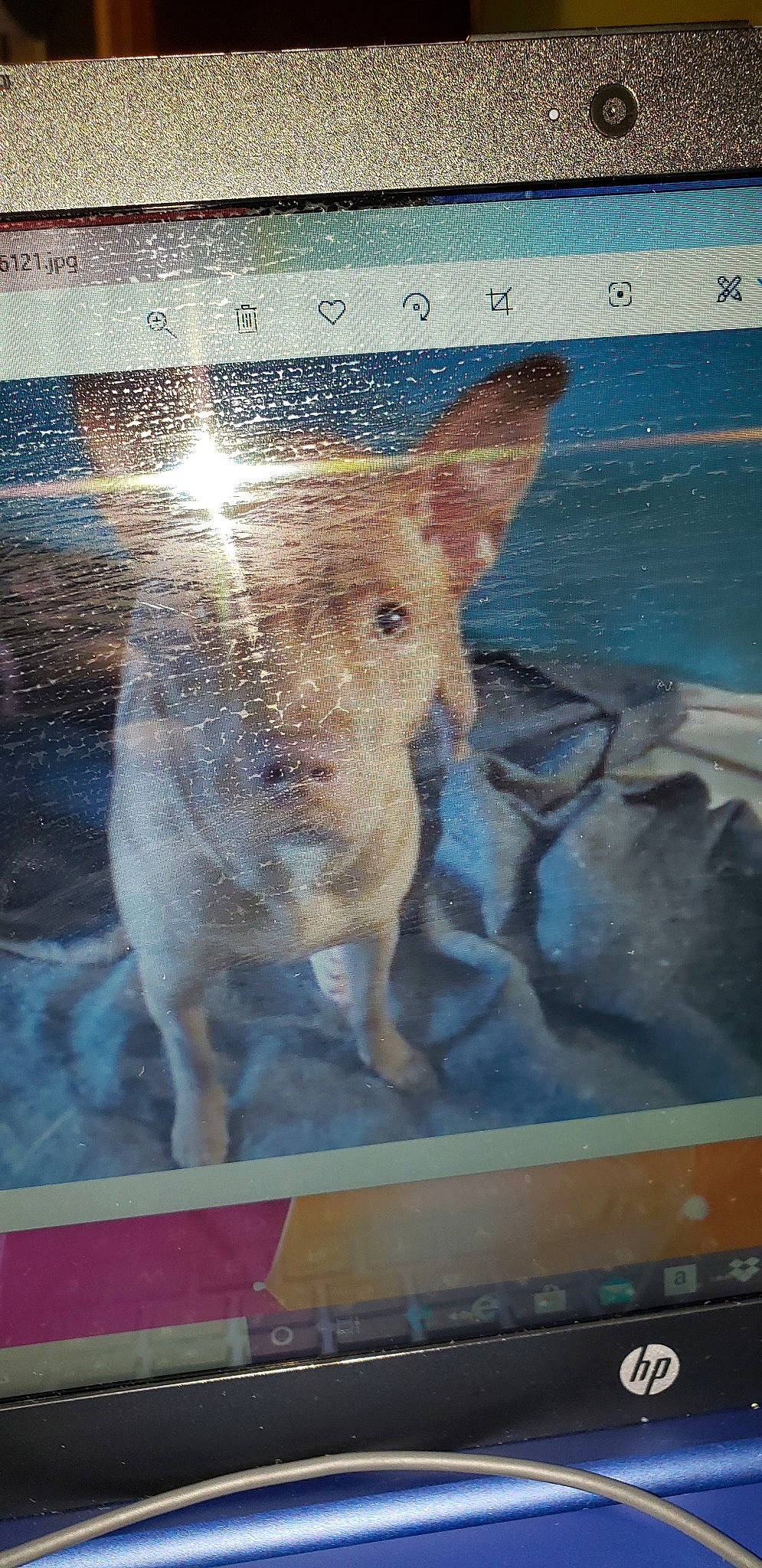 Jasmin-jazz-a-wazz is registered to the contest to win money with this photo: canidae, fawn, snout, suidae