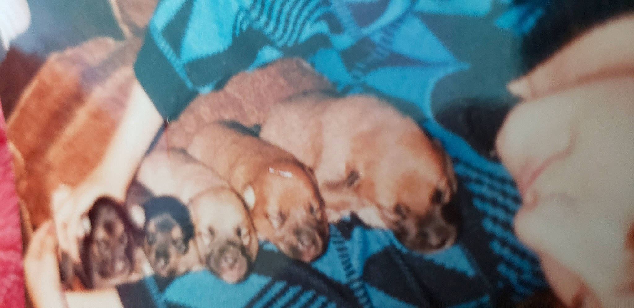 Jasmin-jazz-a-wazz joined the competition — help win amazing prizes! canidae, carnivore, companion_dog, dog, dog_breed, fawn, golden_retriever, labrador_retriever, mammal, puppy, retriever, sporting_group