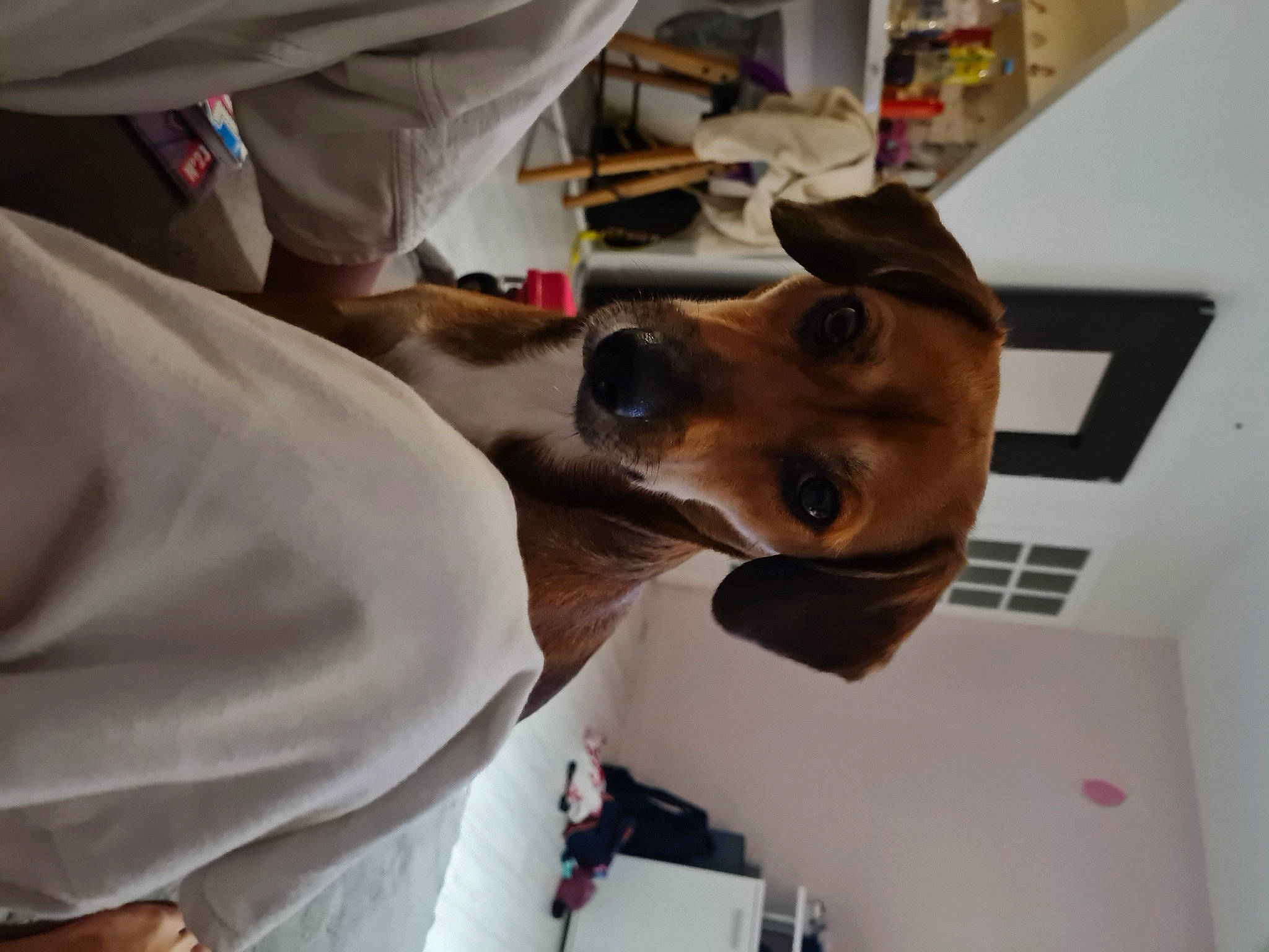 Canelle a rejoint le concours — aidez-le/la à gagner de superbes lots ! canidae, carnivore, companion_dog, dog, dog_breed, elbow, eyewear, fawn, fur, service, snout, sporting_group, working_animal