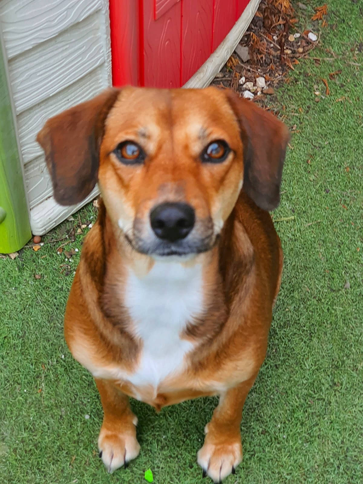 Canelle participe au concours pour gagner de l'argent avec cette photo : ancient_dog_breeds, canidae, carnivore, companion_dog, dog, dog_breed, fawn, grass, hound, hunting_dog, liver, plant, snout, sporting_group, terrestrial_animal, whiskers, working_animal, working_dog