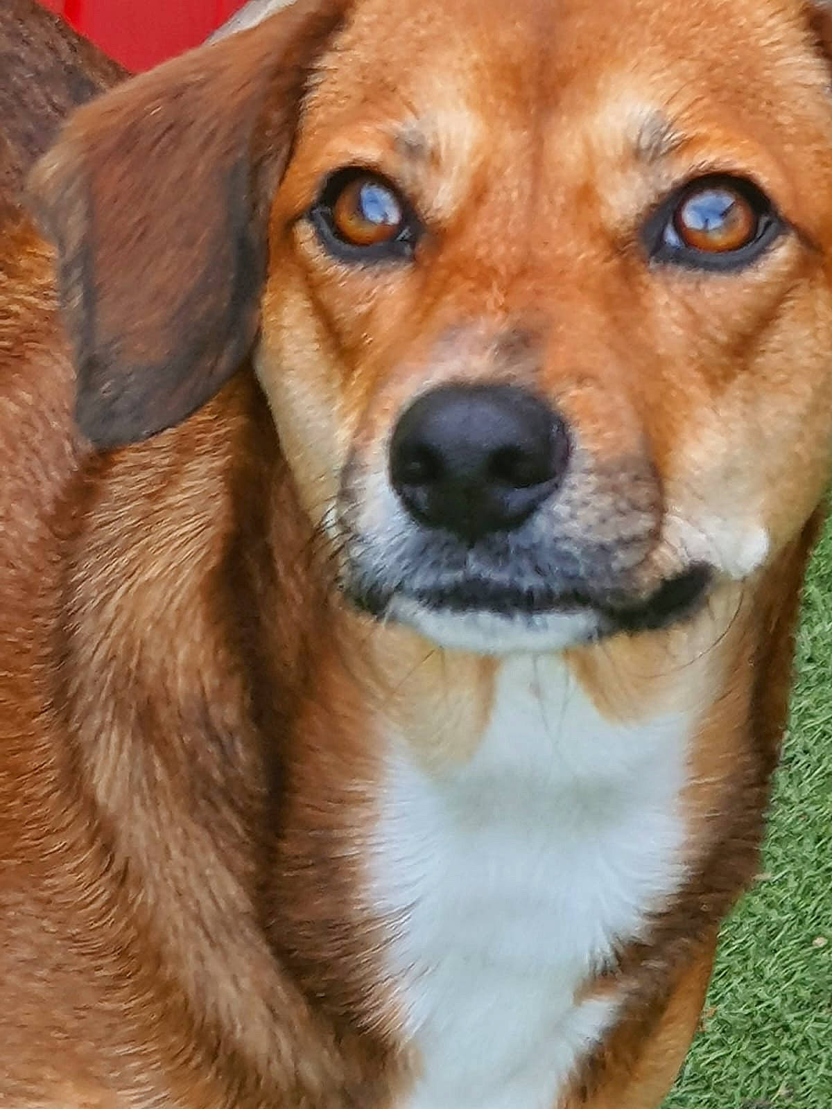 Canelle participe au concours pour gagner de l'argent avec cette photo : ancient_dog_breeds, canidae, carnivore, companion_dog, dog, dog_breed, fawn, fur, hunting_dog, liver, plant, puppy, sporting_group, terrestrial_animal, whiskers, working_animal, working_dog