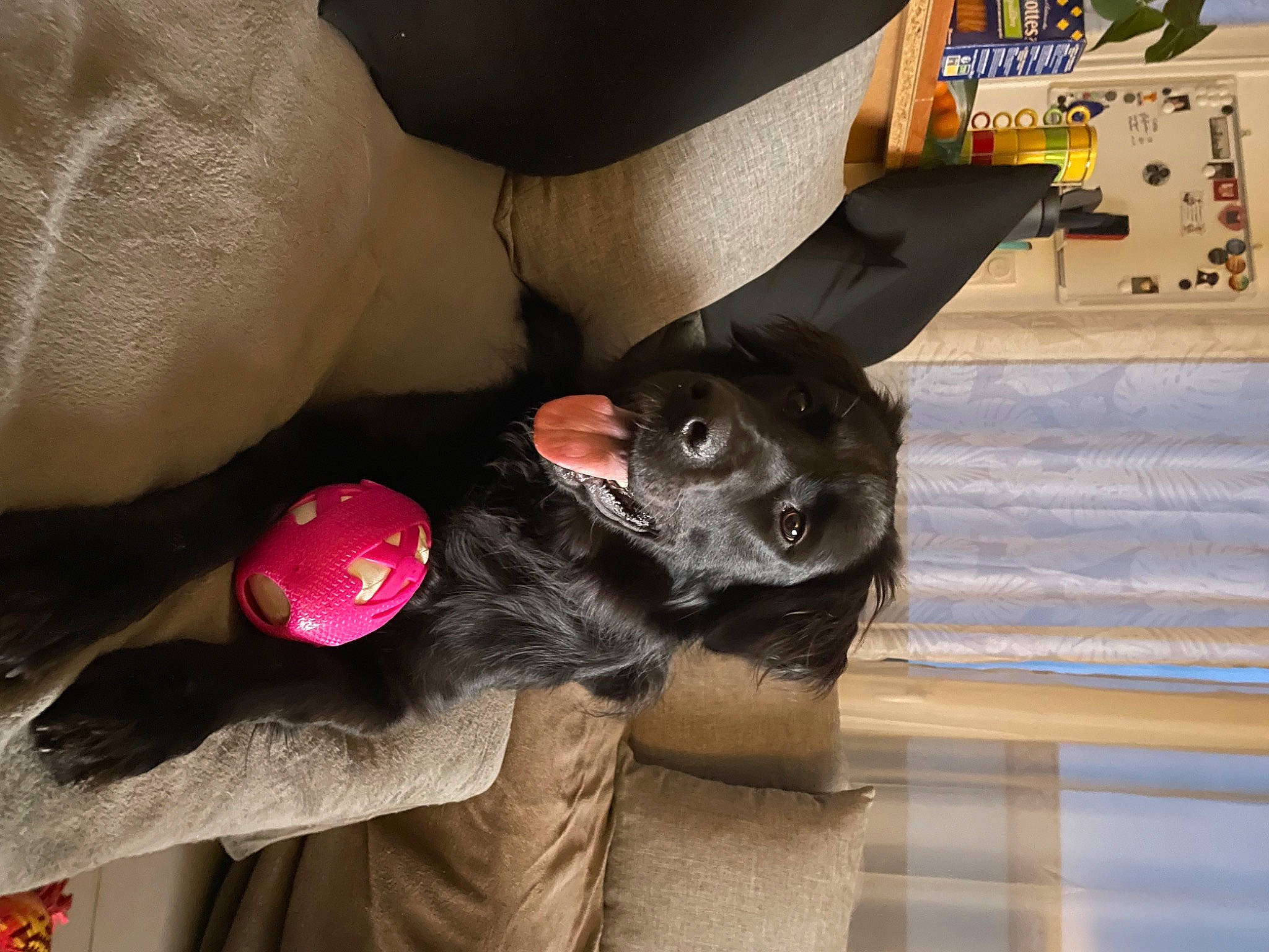 Kaya participe au concours pour gagner de l'argent avec cette photo : canidae, carnivore, comfort, companion_dog, dog, dog_breed, dog_collar, fawn, fur, human_leg, nail, paw, personal_protective_equipment, snout, sporting_group, stuffed_toy, tail, toy, whiskers, working_animal