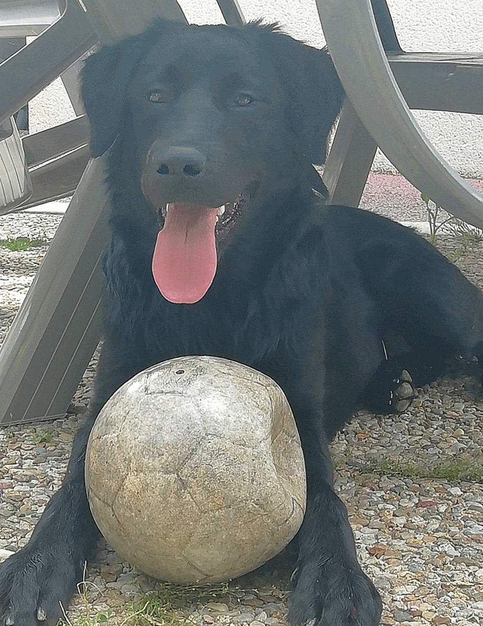 Kaya participe au concours pour gagner de l'argent avec cette photo : art, ball, borador, carnivore, companion_dog, dog, dog_breed, dog_collar, foot, grass, leisure, mammal, sitting, snout, sporting_group, terrestrial_animal, tints_and_shades, vertebrate, working_animal