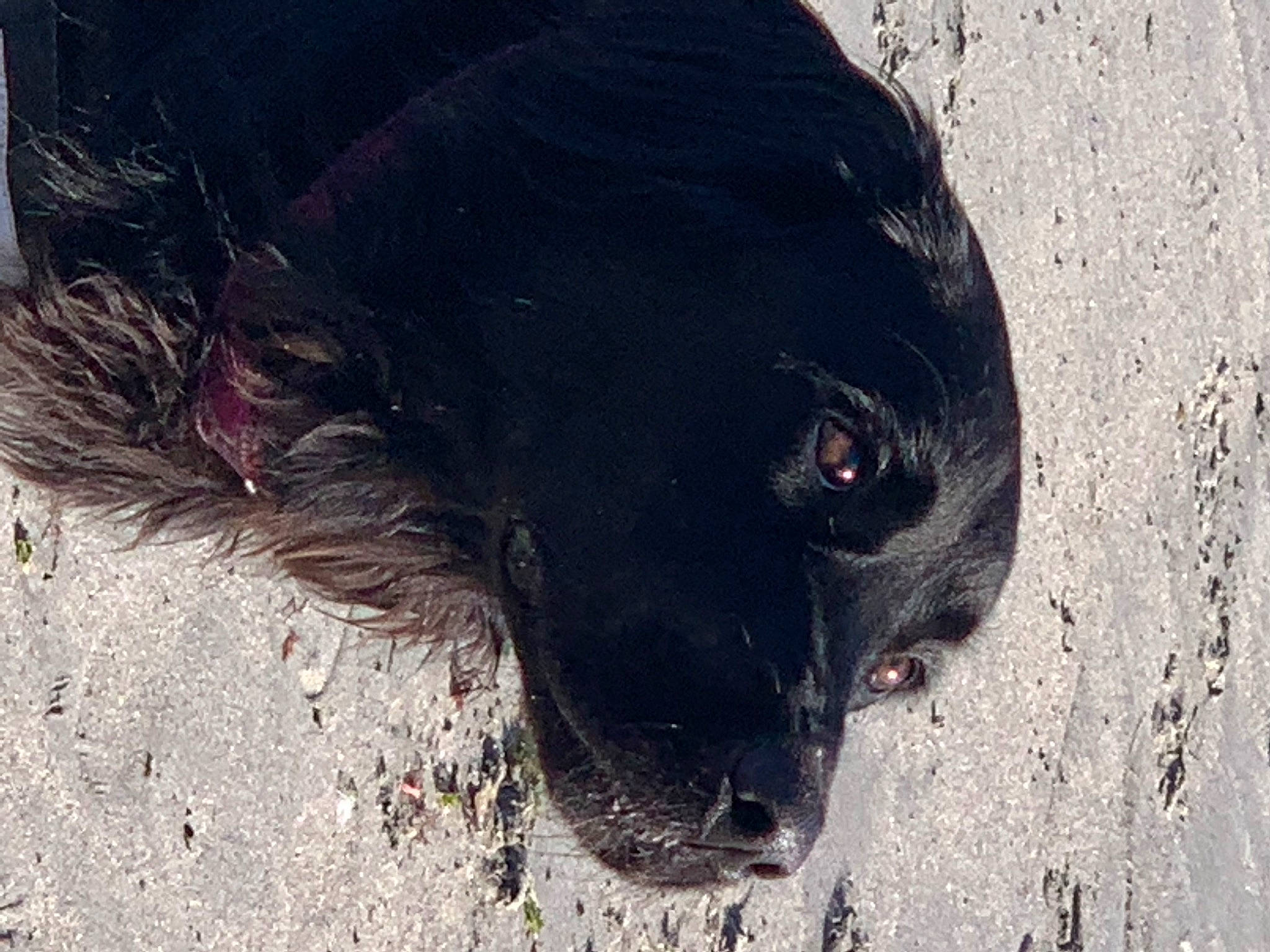 Kaya a rejoint le concours — aidez-le/la à gagner de superbes lots ! borador, canidae, carnivore, dog, dog_breed, fur, gun_dog, liver, natural_material, non_sporting_group, shadow, snout, soil, terrestrial_animal, tints_and_shades, whiskers, working_animal