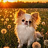 dog, puppy, fluffy, small_dog, long_hair, white_fur, brown_fur, sitting, outdoor, meadow, dandelion, flowers, sunset, golden_hour, backlighting, portrait, animal, pet, grass, nature
