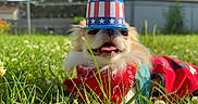 Teenytiny Akio joined the competition — help win amazing prizes! dog, pet, animal, face, portrait, grass, garden, outdoor, sunlight, hat, patriotic, american_flag, red_clothing, costume, tongue, happy, small_dog, fluffy, backyard, closeup