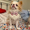 Teenytiny Akio joined the competition — help win amazing prizes! dog, small_dog, fluffy, white_fur, brown_fur, bow_tie, pet, portrait, sitting, indoors, bedroom, bed, floral_bedding, cute, funny, serious_expression, large_eyes, long_hair, animal, photography
