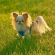Teenytiny Akio is registered to the contest to win money with this photo: dog, small_dog, long_hair, fluffy, cream_colored, pointy_ears, curled_tail, harness, outdoor, grass, meadow, sunlight, golden_hour, backlighting, pet, animal, standing, portrait, nature, grassland