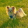 dog, small_dog, long_hair, fluffy, cream_colored, pointy_ears, curled_tail, harness, outdoor, grass, meadow, sunlight, golden_hour, backlighting, pet, animal, standing, portrait, nature, grassland
