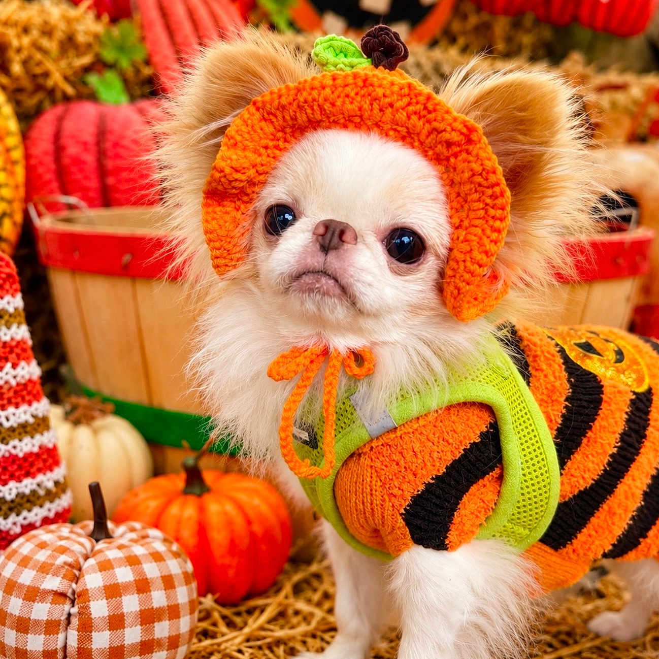 Teenytiny Akio is registered to the contest to win money with this photo: dog, puppy, chihuahua, halloween, costume, pumpkin, autumn, orange, green, striped, knitted, hat, clothing, hay, straw, basket, decorations, portrait, outdoor, cute
