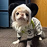 Teenytiny Akio is registered to the contest to win money with this photo: dog, small_dog, white_dog, panda_costume, costume, clothing, sweater, fluffy, long_hair, large_eyes, portrait, pet, animal, indoor, carpet, floor, wooden_door, cute, standing, photography