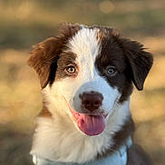 Ozzy-Bear is registered to the contest to win money with this photo: dog, puppy, brown, white, tongue_out, bow_tie, pet, outdoor, portrait, cute, animal, fur, ears, happy, smiling, nose, face, close_up, canine, friendly