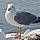 Pesked B.