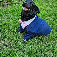 Chon'Ko joined the competition — help win amazing prizes! dog, black_dog, grass, outdoor, nature, greenery, happy, smiling, pet, canine, suit, bow_tie, costume, animal, portrait, sunlight, field, leaves, playful, cute
