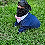 dog, black_dog, grass, outdoor, nature, greenery, happy, smiling, pet, canine, suit, bow_tie, costume, animal, portrait, sunlight, field, leaves, playful, cute