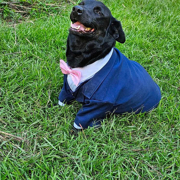 Chon'Ko joined the competition — help win amazing prizes! animal, black_dog, bow_tie, canine, costume, cute, dog, field, grass, greenery, happy, leaves, nature, outdoor, pet, playful, portrait, smiling, suit, sunlight