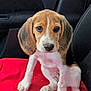 adorable, animal, beagle, brown_and_white, car, companion, cute, dog, domestic_animal, floppy_ears, friendly, indoor, looking_up, mammal, pet, puppy, red_blanket, sitting, small, young