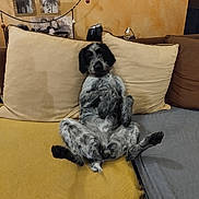 Maya participe au concours pour gagner de l'argent avec cette photo : dog, couch, living_room, pillow, blanket, relaxed, pet, fur, domestic_animal, indoor, home, seated, animal, canine, cozy, portrait, funny_pose, resting, furniture, wall_art