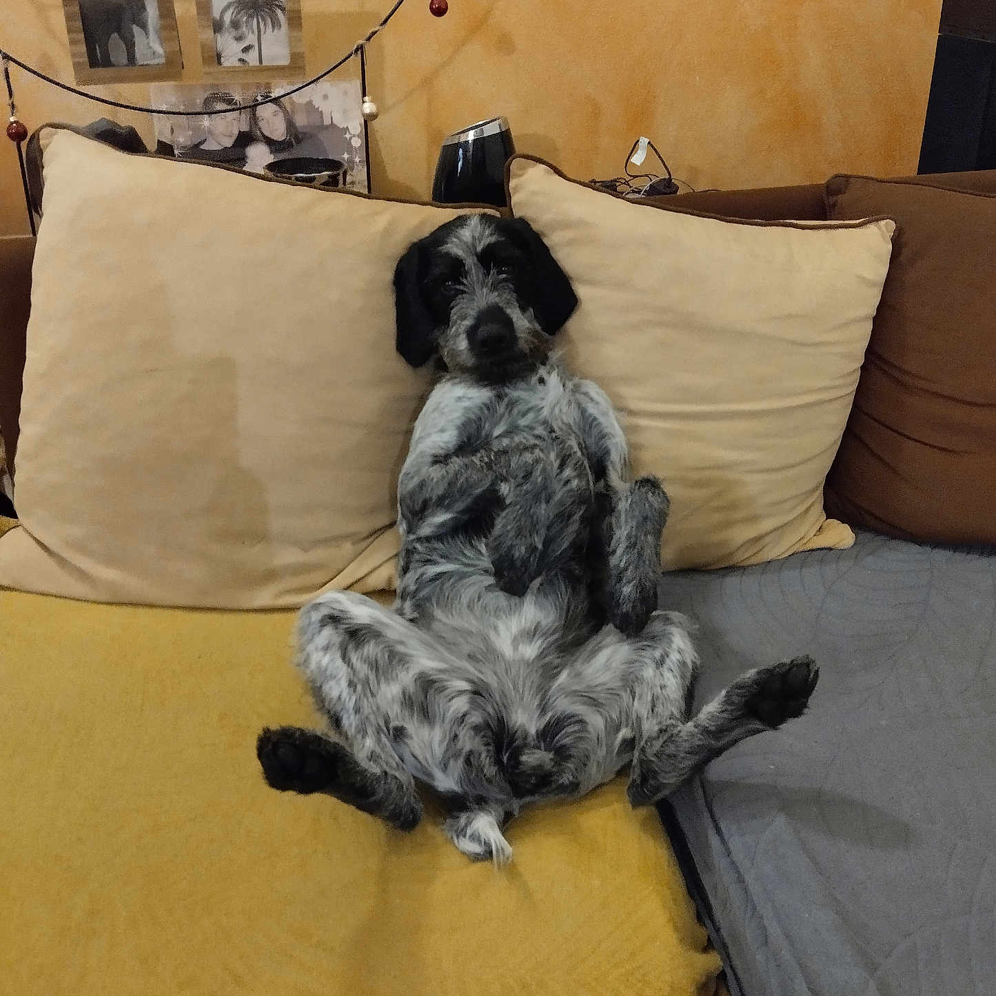 Maya participe au concours pour gagner de l'argent avec cette photo : animal, blanket, canine, couch, cozy, dog, domestic_animal, funny_pose, fur, furniture, home, indoor, living_room, pet, pillow, portrait, relaxed, resting, seated, wall_art