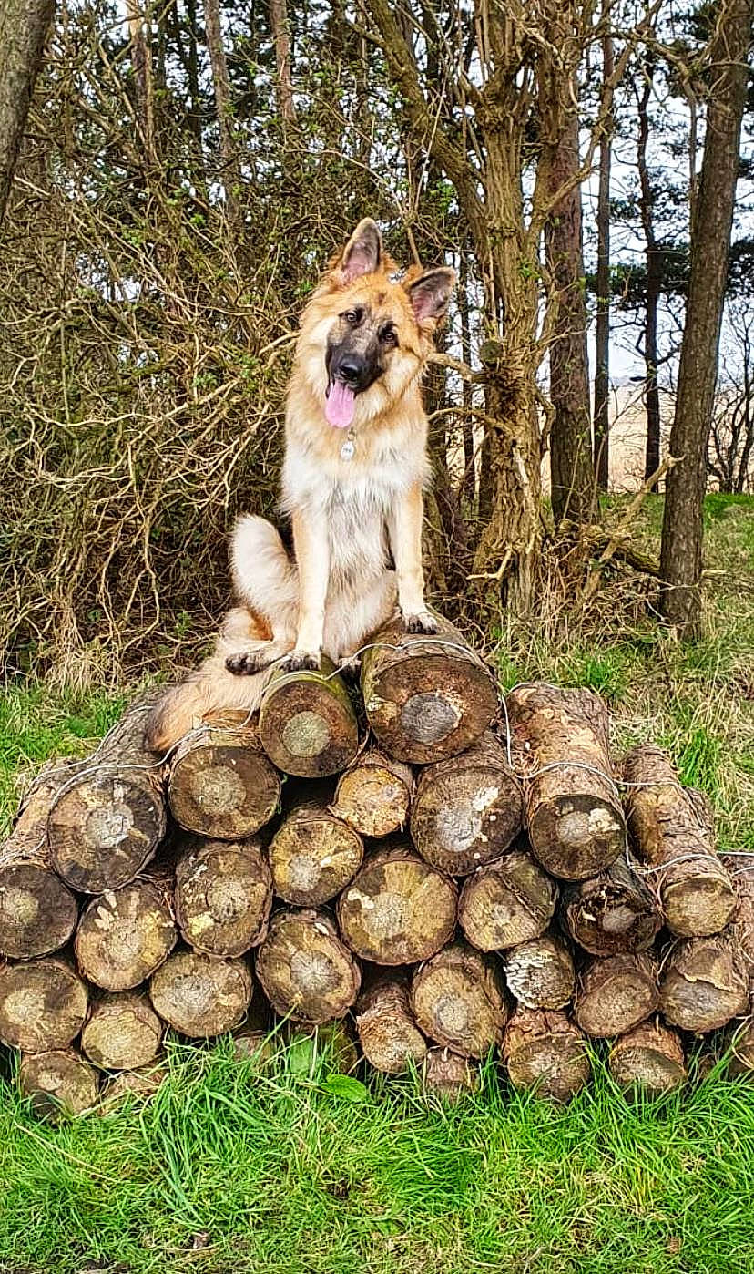 Piper is registered to the contest to win money with this photo: ancient_dog_breeds, canidae, carnivore, carpathian_shepherd_dog, dog, dog_breed, finnish_lapphund, mammal, vertebrate, west_siberian_laika, working_dog