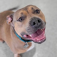 Smores joined the competition — help win amazing prizes! dog, canine, pet, smiling, happy, looking_up, brown_fur, short_hair, floor, indoor, collar, tongue_out, friendly, animal, domestic_animal, mammal, cute, companion, portrait, standing