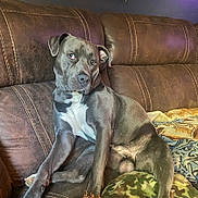 Zeus joined the competition — help win amazing prizes! animal, blanket, brown, canine, comfort, couch, dog, domestic, fur, gray, indoor, leather, looking_away, lounge, pet, pillow, relaxed, seated, side_view, white